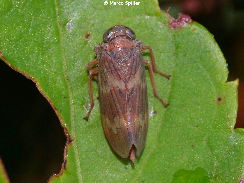 Ancora Jikradia olitoria